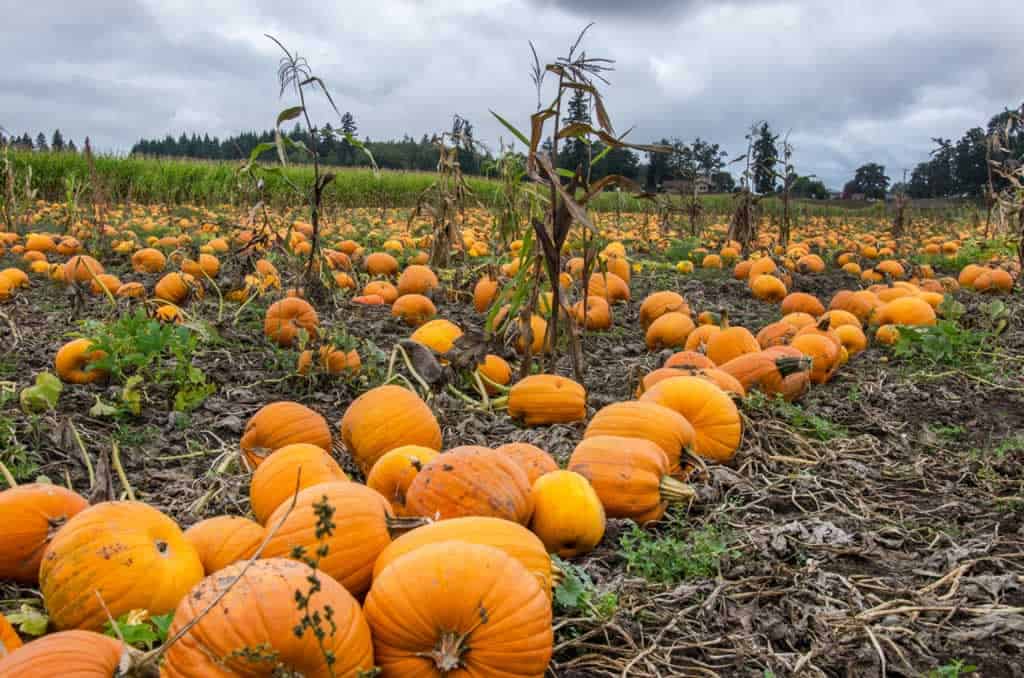 Sauvie Island Pumpkin Patch