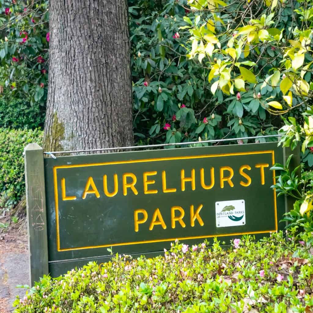 LAURELHURST MARKET 41 1024x1024 1