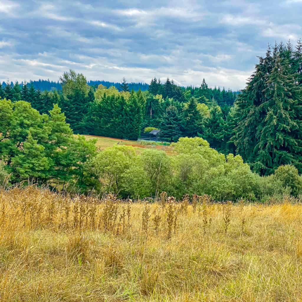 Walking Stevens Meadows