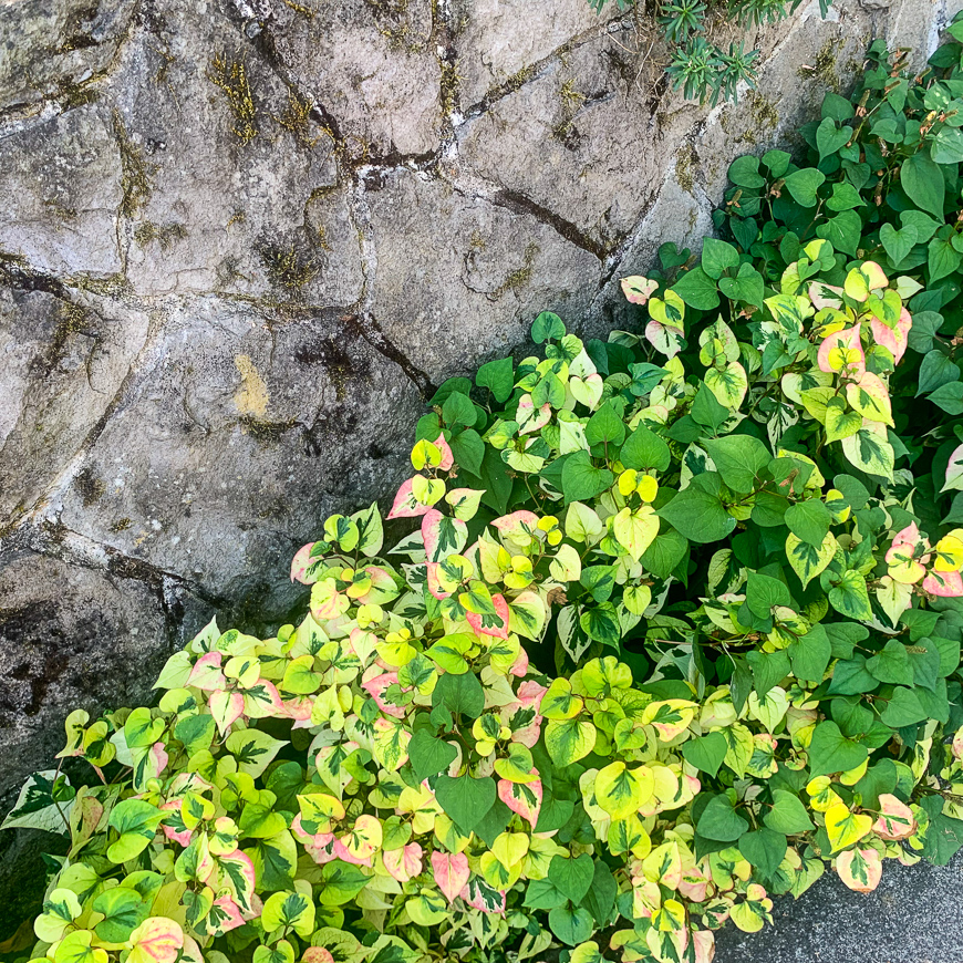 WILLAMETTE HEIGHTS KINGS HEIGHTS 2019 08 28 19