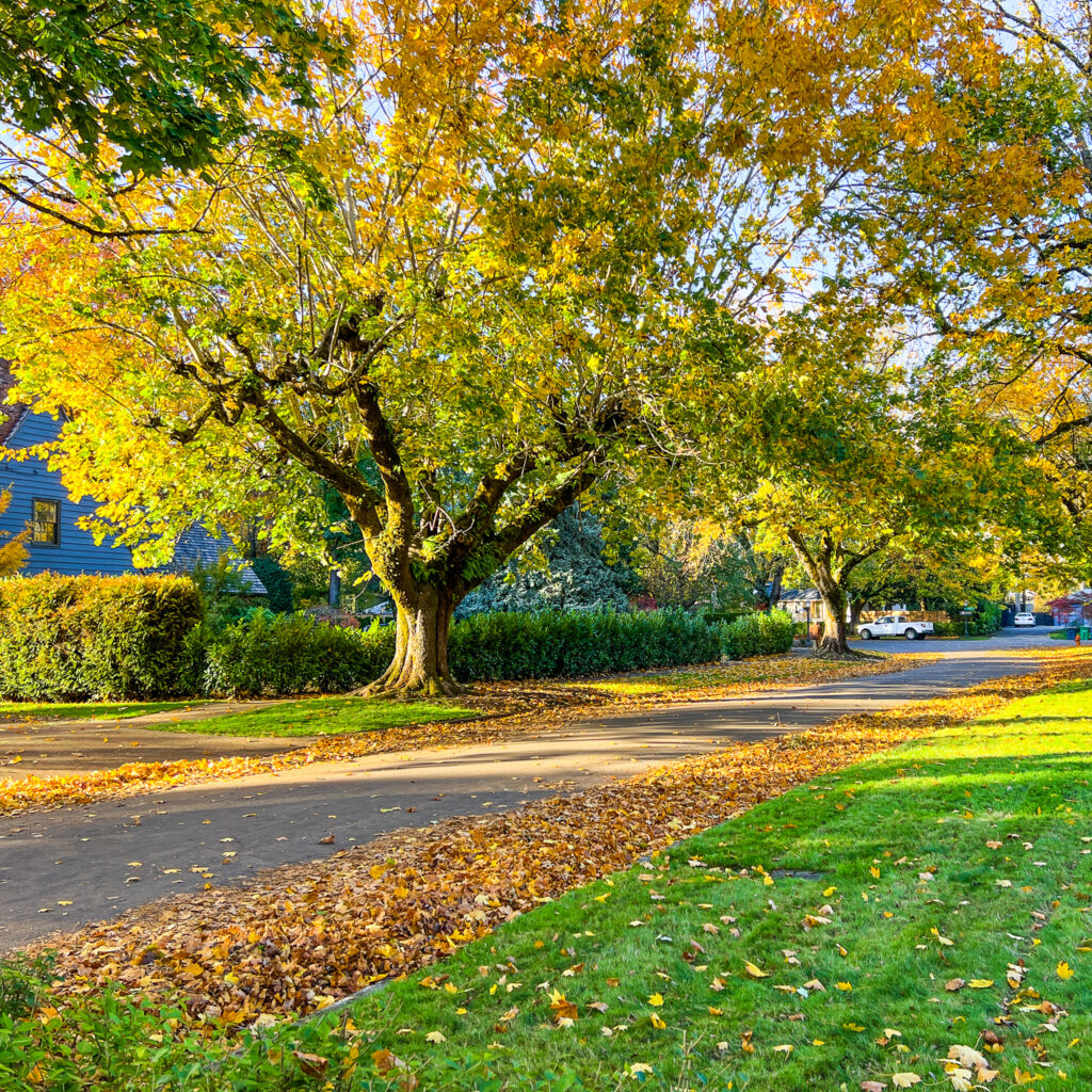 SELLWOOD WALK 2021 10 31 5 3