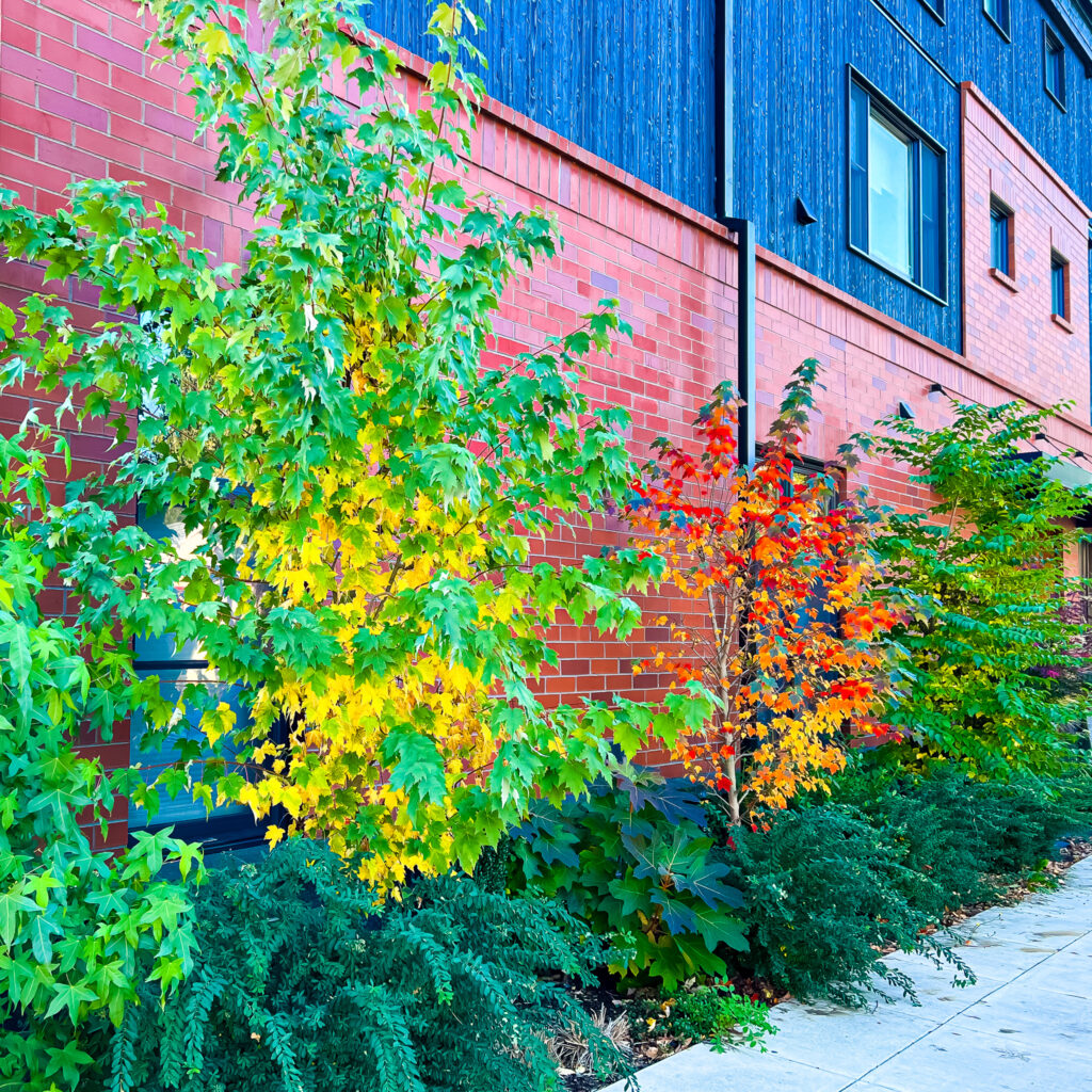 SELLWOOD WALK 2021 10 31 73