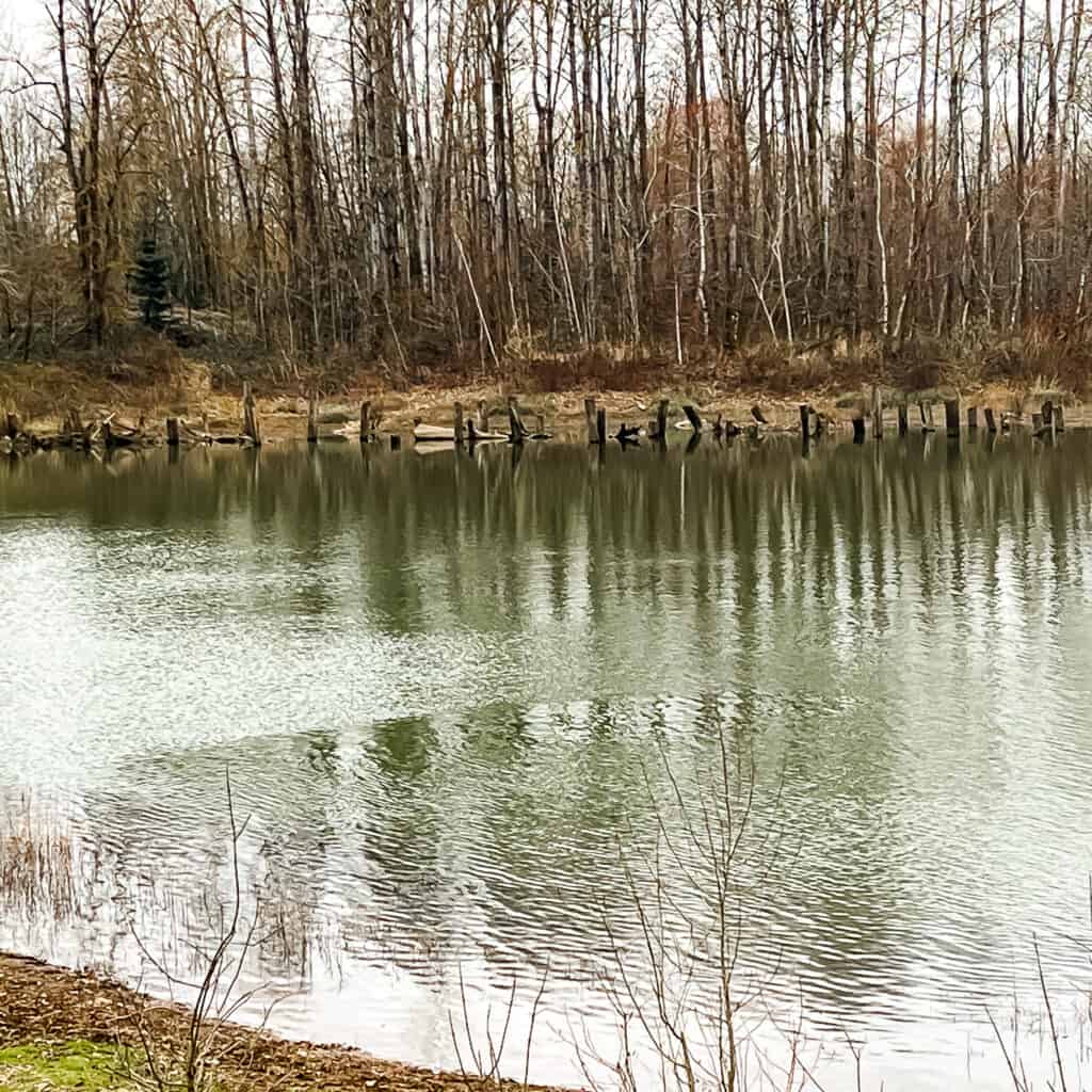 CAMUS WASHOUGAL GREENWAY TRAIL 2022 03 12 81