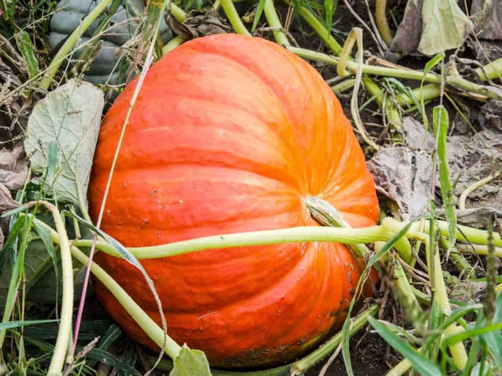 Cinderella Pumpkin