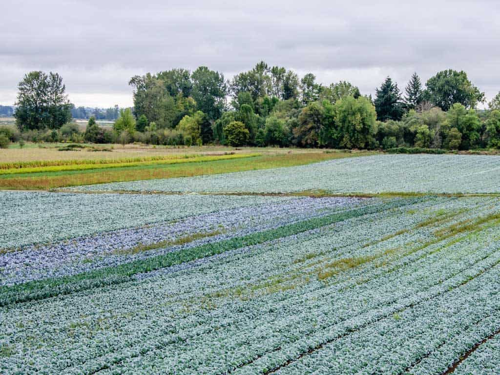 Commercial flower growers on Sauvie Island