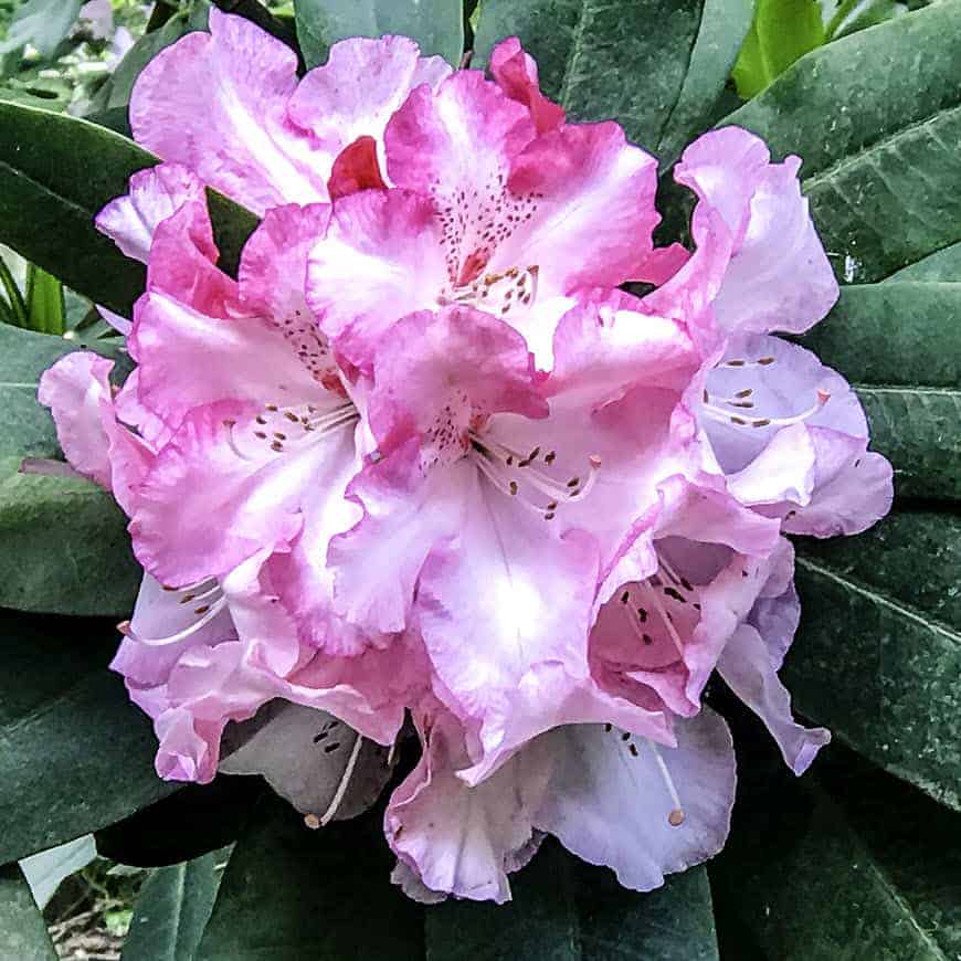 Crystal Springs Rhododendron Garden SkyBlue Portland 26