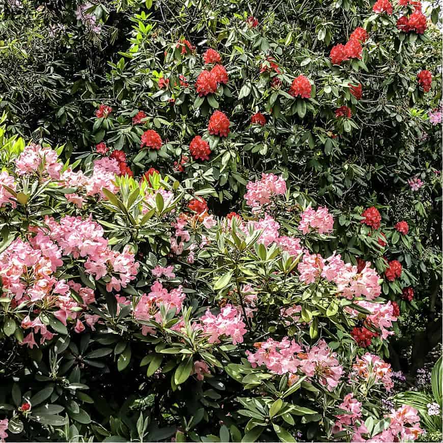 Crystal Springs Rhododendron Garden SkyBlue Portland 27