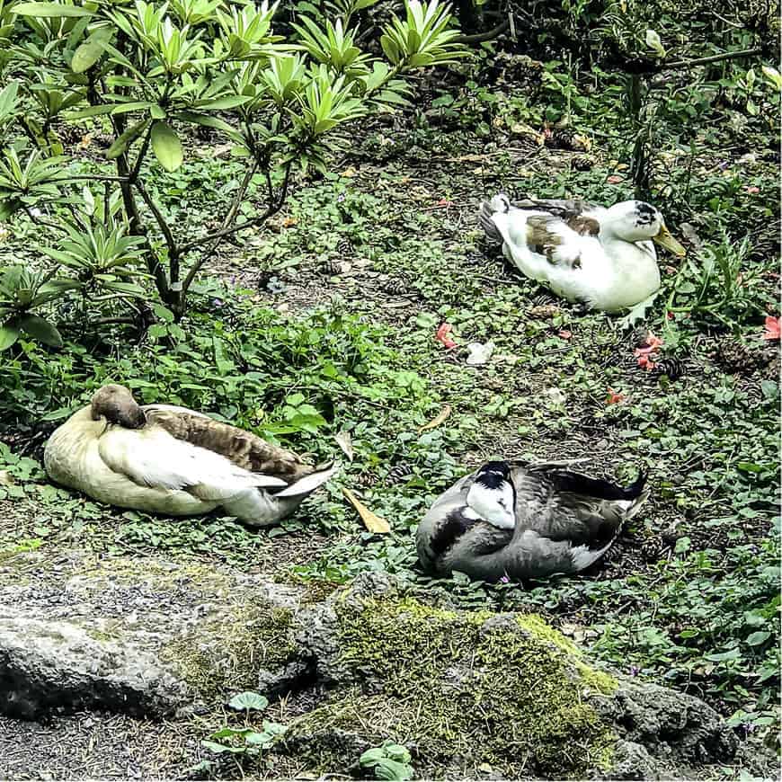 Crystal Springs Rhododendron Garden | 1000 Species of Birds