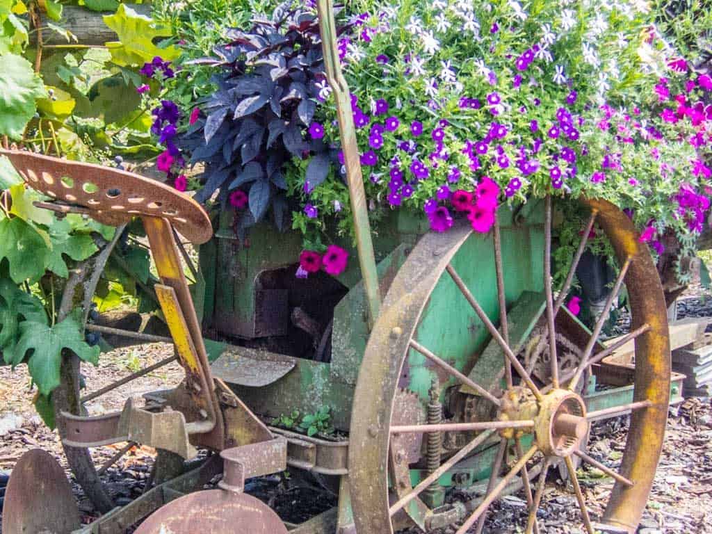 Flower display on Sauvie Island