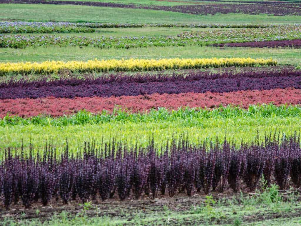 Flower growers on Sauvie Island