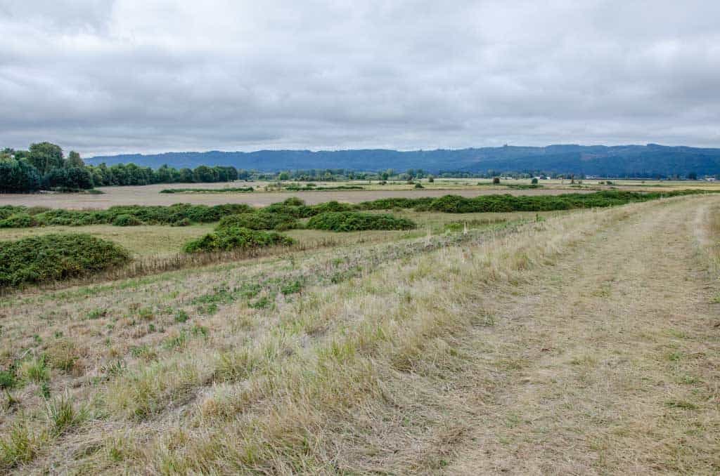 Hay field on Sauvie Island