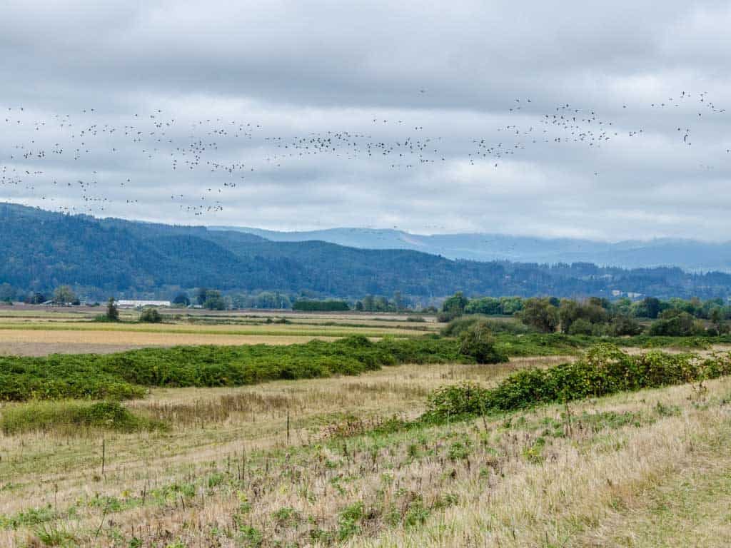 Murder of crows on Sauvie Island