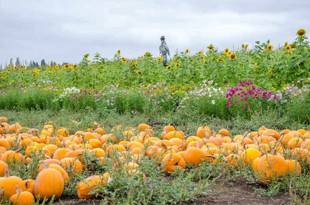 Pumpkins and flowers in the fall Sauvie Island