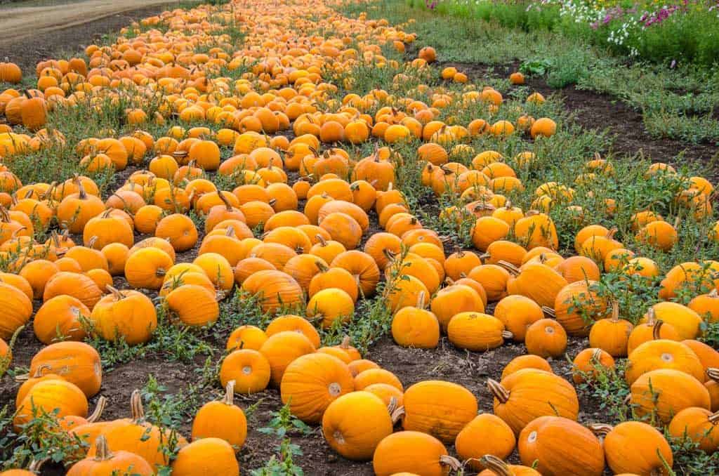 Pumpkins on Sauvie Island