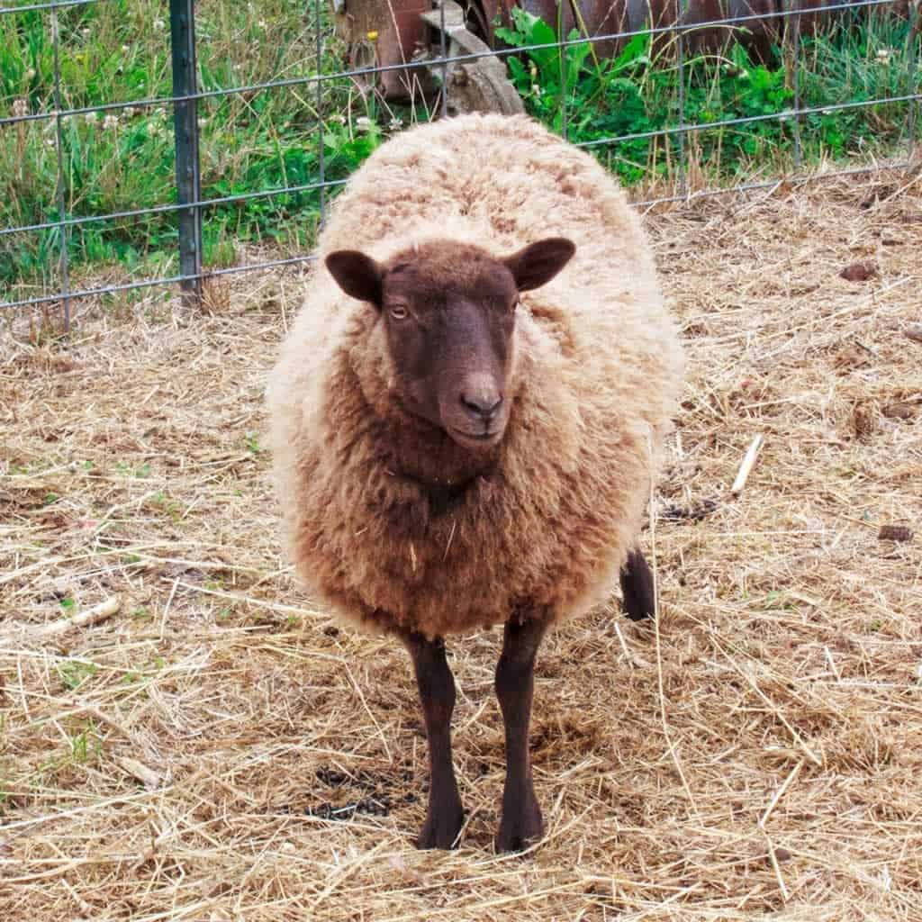 Sheep iin Petting Zoo