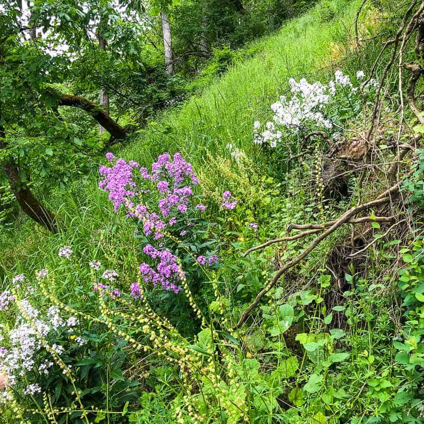 Oaks Bottom Wildlife Refuge | SkyBlue Portland WILDFLOWERS OAKS BOTTOM WILDLIFE REFUGE