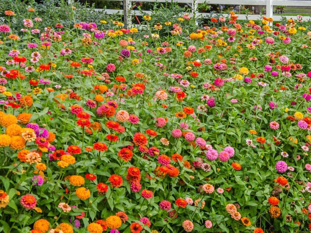 Zinnias growing on Sauvie Island